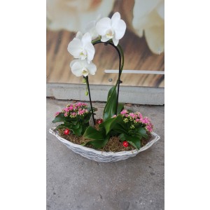 Aranjament cu plante