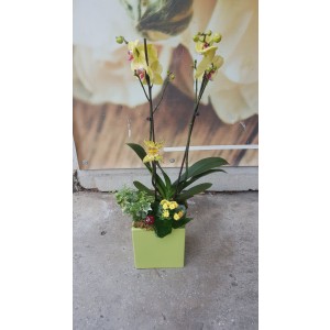 Aranjament cu plante