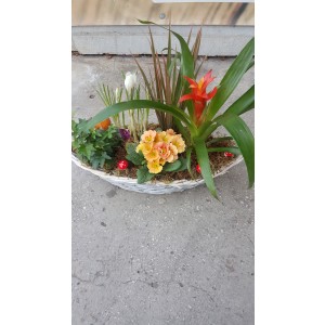 Aranjament cu plante
