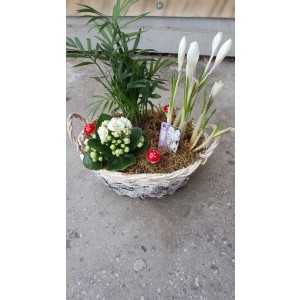 Aranjament cu plante