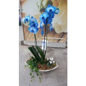 Aranjament cu plante