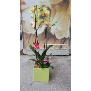 Aranjament cu plante