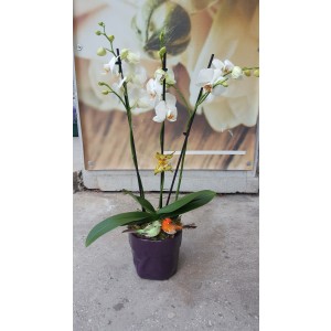 Aranjament cu plante