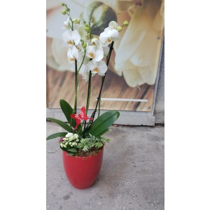 Aranjament cu plante