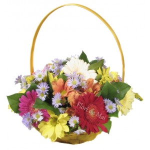 Cos cu gerbera, crizanteme, aster