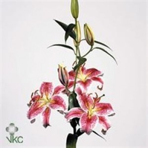 Crin Imperial Stargazer