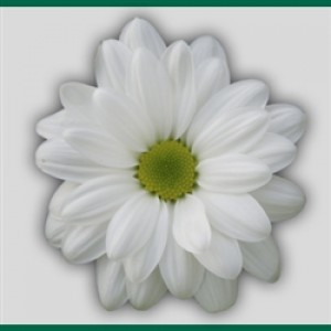 Crizantema Alb