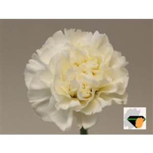 Garoafa White Lib