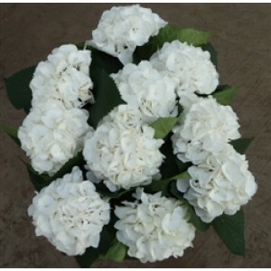 Hortensie alba