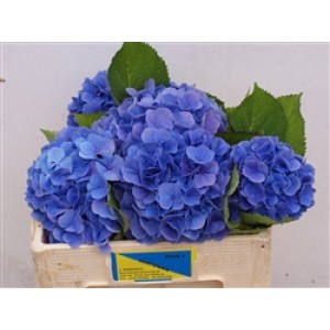 Hortensie Bodensee