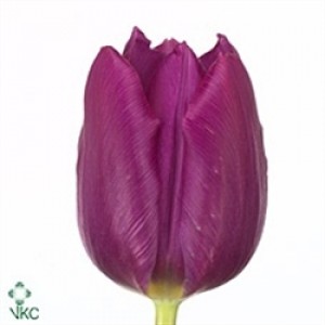 Lalea Purple