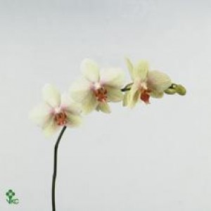 Phalaenopsis Omega