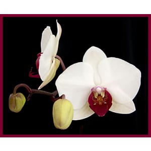 Phalaenopsis RedLip