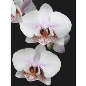 Phalaenopsis White Sensation