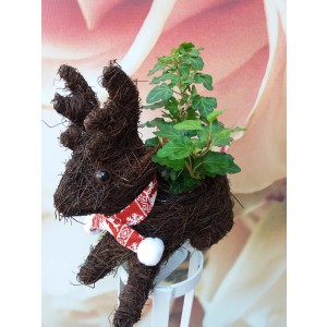 Ren cu plante
