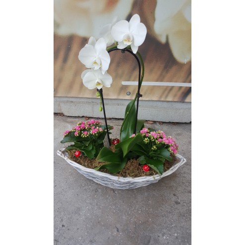 Aranjament cu plante