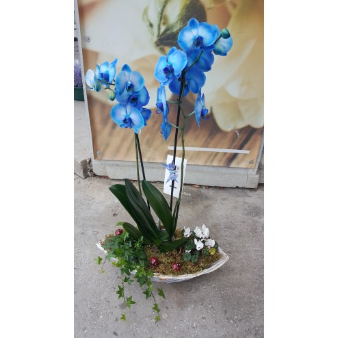 Aranjament cu plante