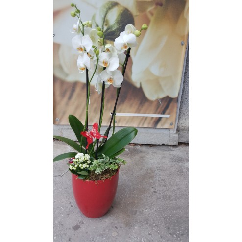 Aranjament cu plante