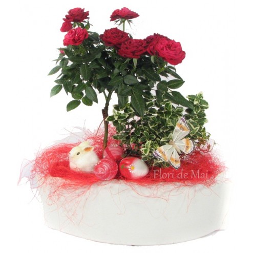 Aranjament cu minirose si ficus la ghiveci