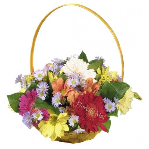 Cos cu gerbera, crizanteme, aster