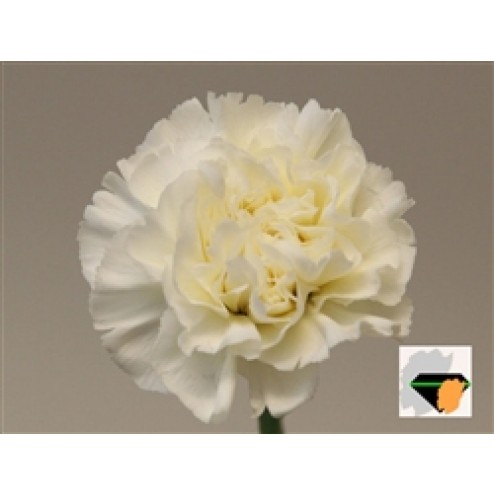 Garoafa White Lib