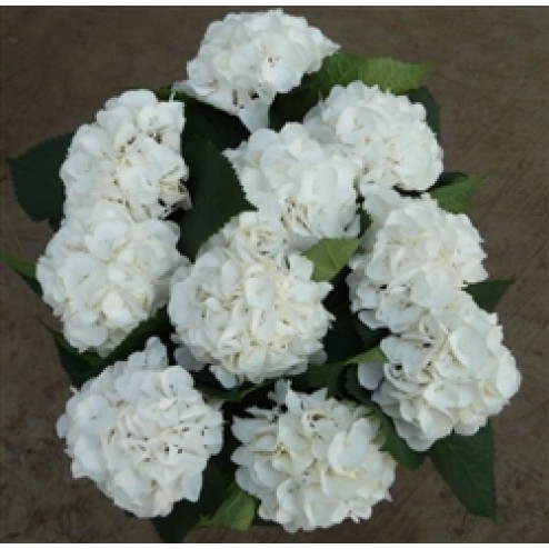 Hortensie alba