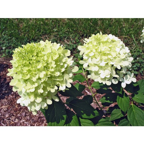 Hydrangea Limelight