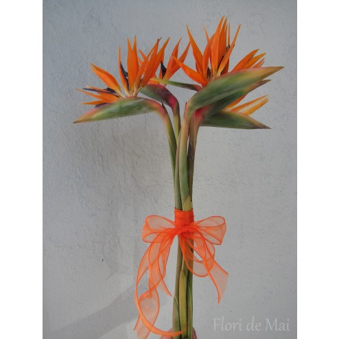 Buchet strelitia