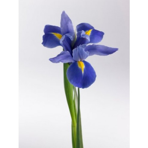 Iris Blaaw