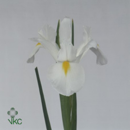 Iris White Magic