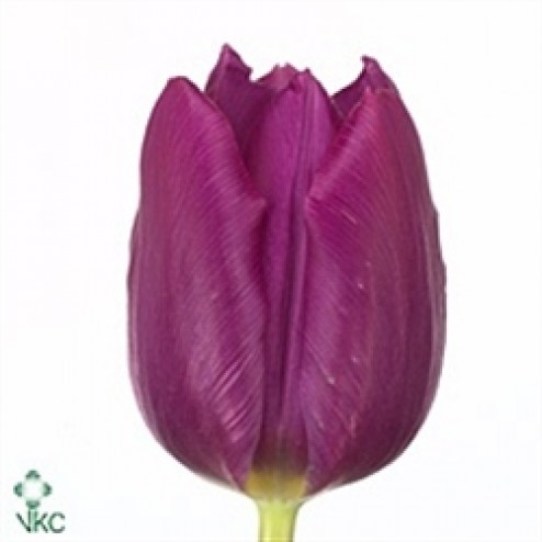 Lalea Purple