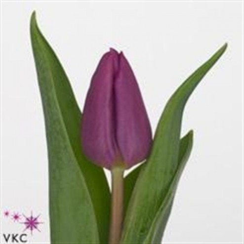 Lalea Purple