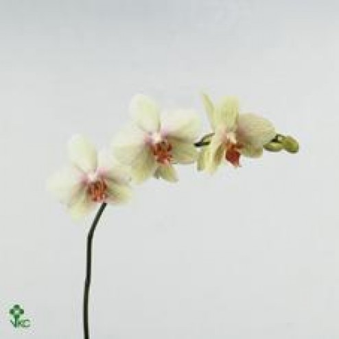 Phalaenopsis Omega