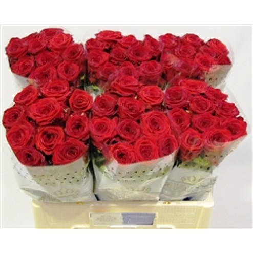 Trandafir Red Naomi