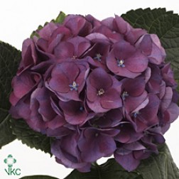 Hortensia Esmee Paars