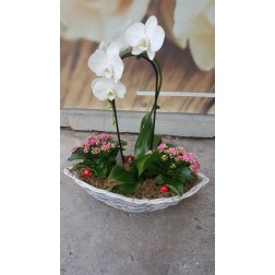 Aranjament cu plante