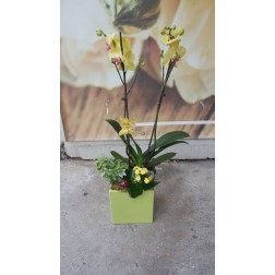 Aranjament cu plante