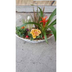 Aranjament cu plante