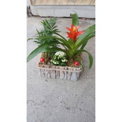 Aranjament cu plante