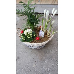 Aranjament cu plante