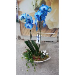 Aranjament cu plante