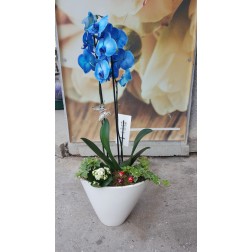 Aranjament cu plante