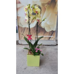 Aranjament cu plante