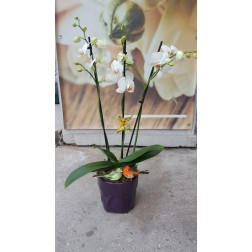 Aranjament cu plante