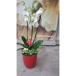 Aranjament cu plante