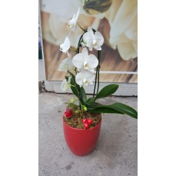 Aranjament cu plante