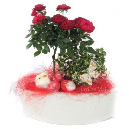 Aranjament cu minirose si ficus la ghiveci
