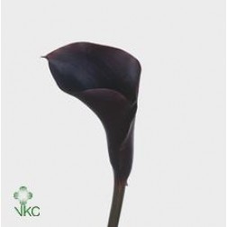 Cala Zantedeschia