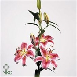 Crin Imperial Stargazer