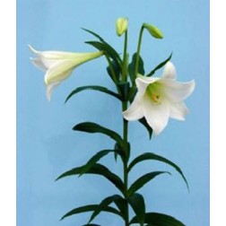 Crin White Elegance
